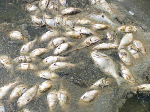 Dead fish due to hypoxia