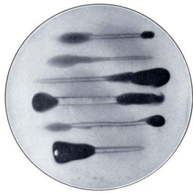 Showing a number of iron and steel objects immersed in the ferroxyl jelly
